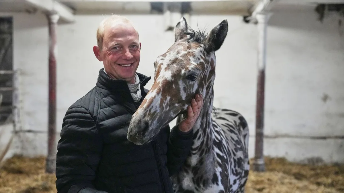 Zebra-Look: Hype um ein Fohlen - für 75.000 Euro nach Dubai