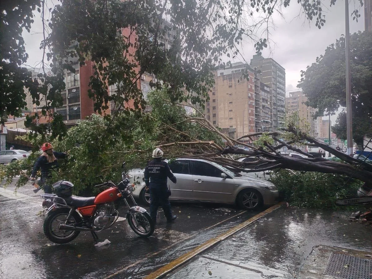 Lluvias con fuerte viento en Caracas provocaron la caída de un árbol sobre dos vehículos este #10Oct