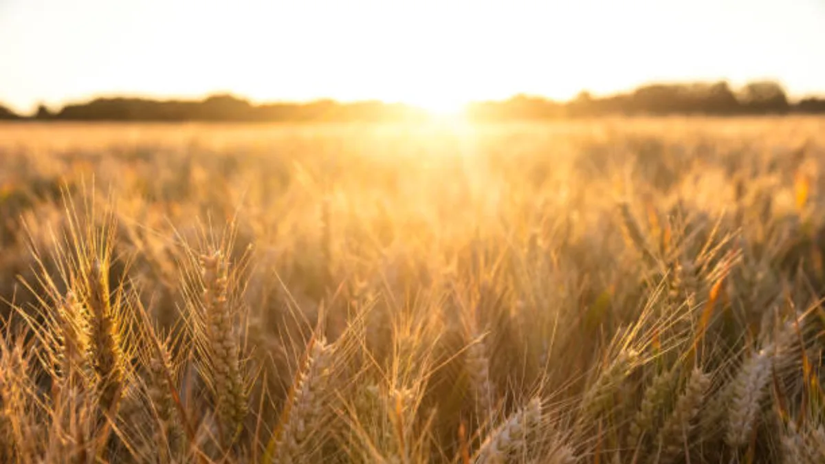 In 1961, British scientists stopped farming a 4-hectare barley field and left it alone; 60 years later...
