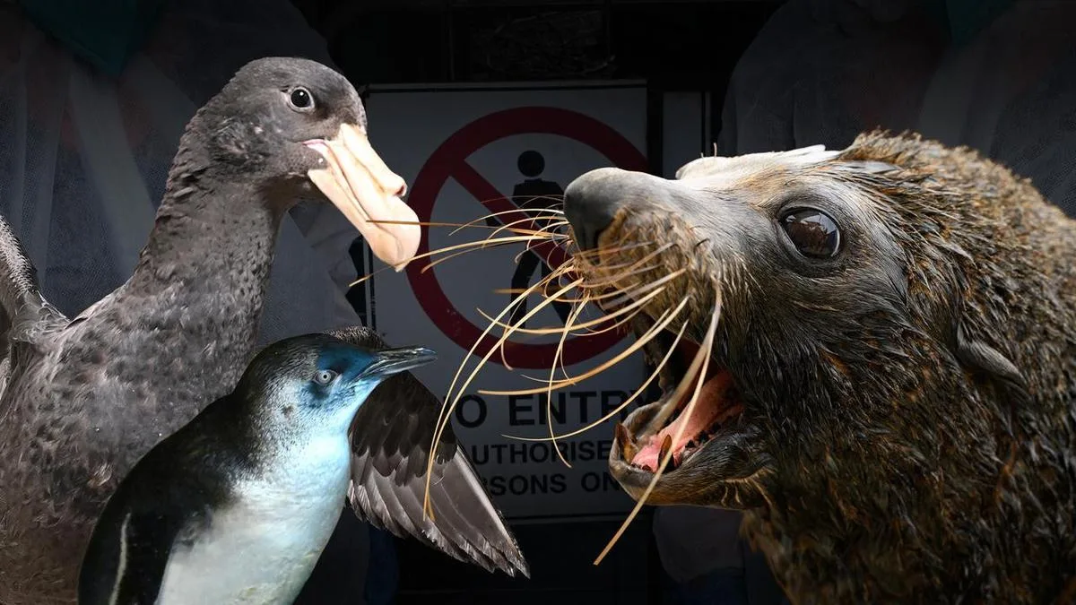 The mounting toll of Australia's H5 bird flu outbreak