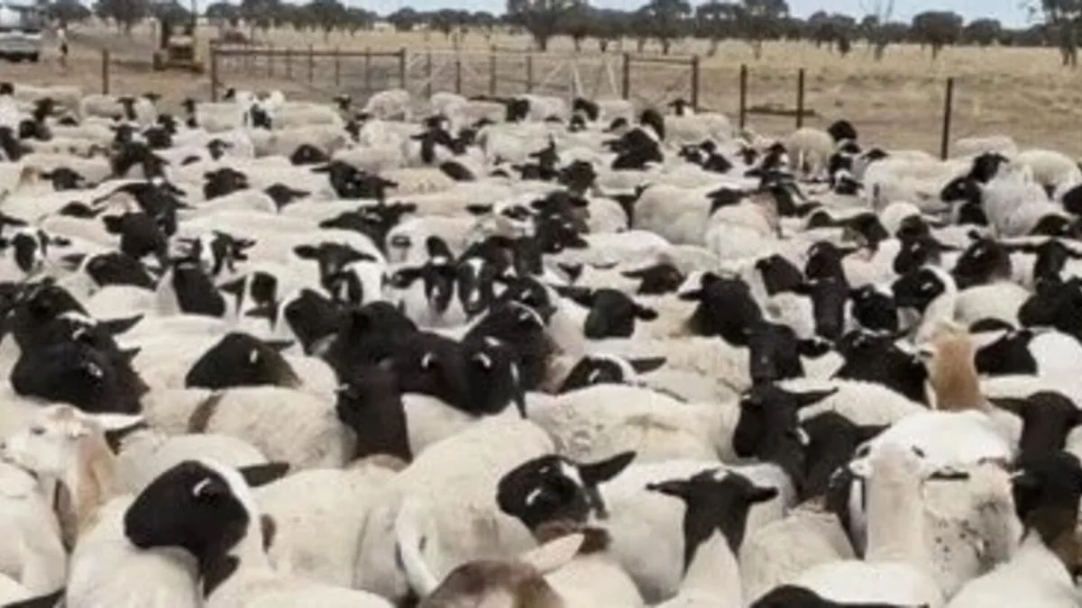 Thieves steal 5500 sheep worth $1.7m in heartless Qld outback heist