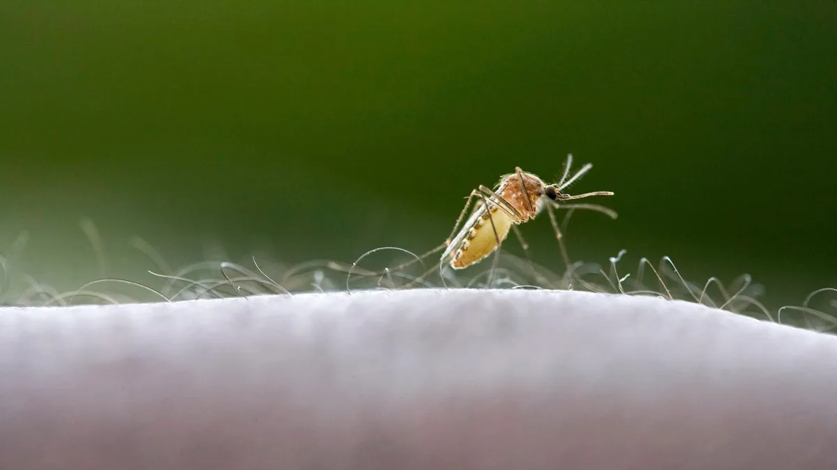 "Airport-Malaria": Ein Toter nach Infektion am Frankfurter Flughafen