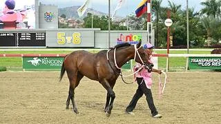 Medio hermano del ejemplar Gran Manuel (USA) estará en el ring de ventas en Keeneland
