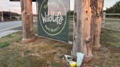 Tiger attack park closed for third day