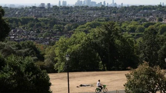 Más del 70% de los árboles de Londres están en riesgo extremo por el cambio climático