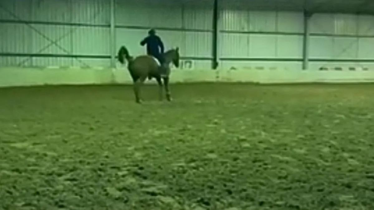 Australian Olympian Heath Ryan banned after horse abuse video investigation
