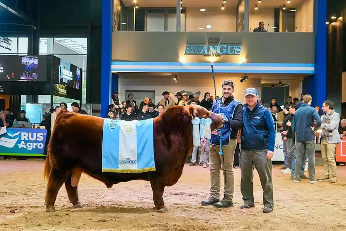 “Álvaro” se convirtió en el toro más caro de la Argentina: la cifra récord que pagaron por la mitad de un Angus campeón