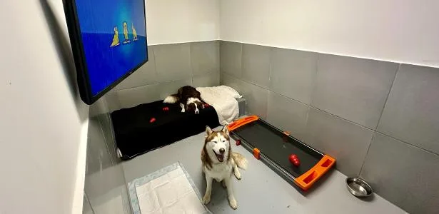 Luxo para pets: hotel com cinema e cromoterapia tem diária de até R$ 650