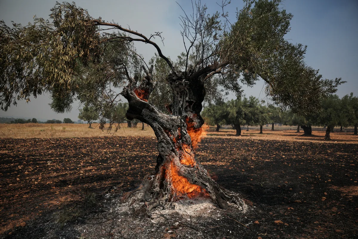 Fumaça de incêndios viaja por centenas de quilômetros e pode alterar o clima; veja VÍDEO