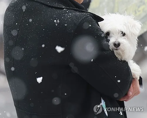 [반려동물] 겨울 산책 줄자 불어난 뱃살…수의사회 "관절질환·당뇨병 위험"