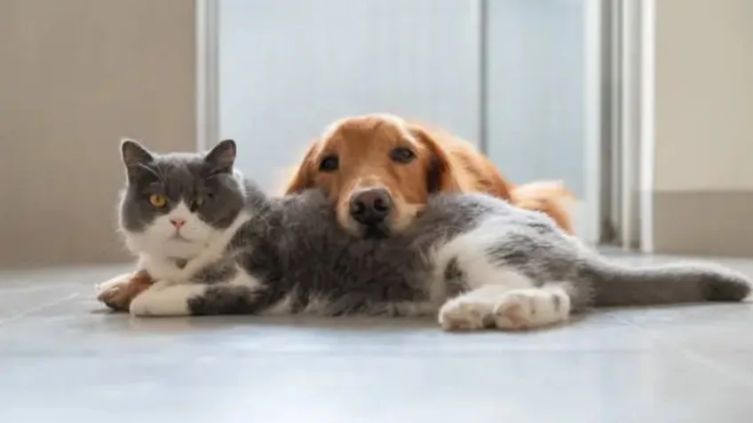 Cannabis pode ser usada em animais? O que a ciência já sabe sobre o tratamento