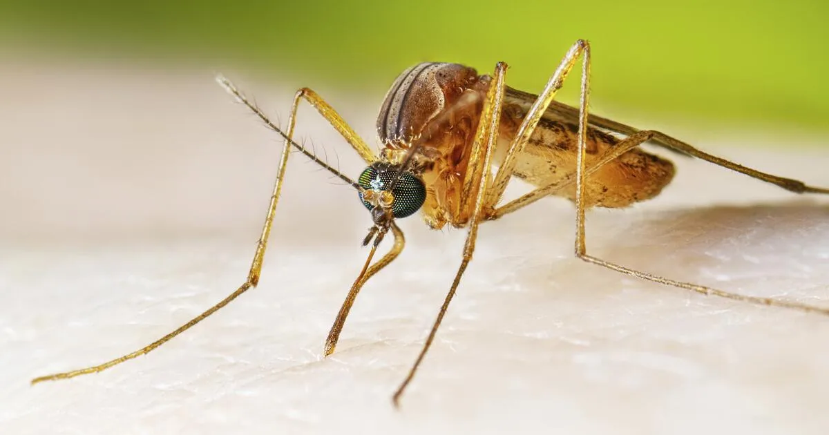 Are mosquitoes, ticks and fleas turning California into a disease hotspot?