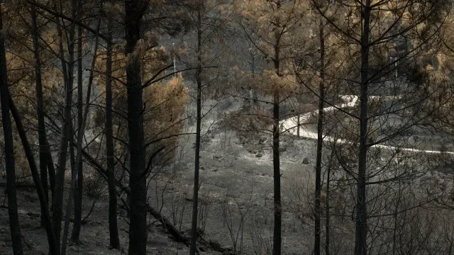 Mais de 100 operacionais combatem incêndio em Oliveira de Azeméis