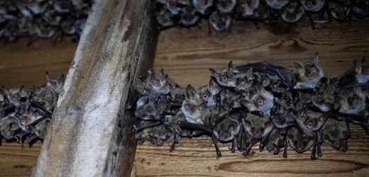 Günzburg – Bayern: 30 Fledermäuse nisten sich in Wohnung ein