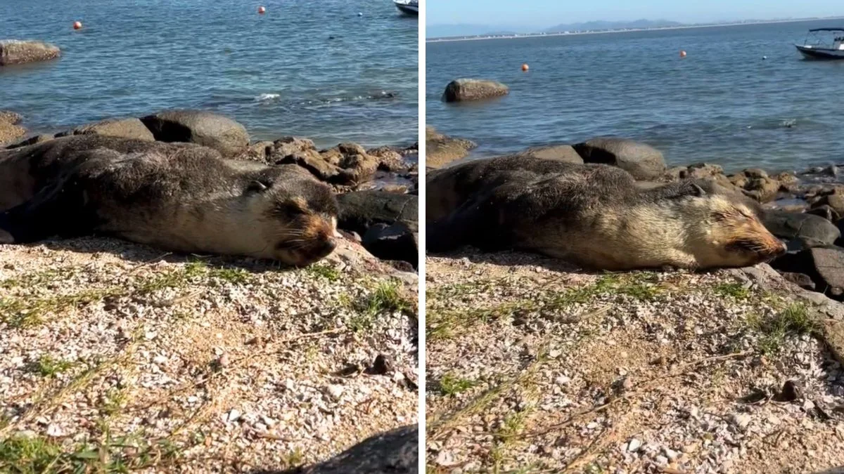 VÍDEO: Animal debilitado aparece em refúgio de águas cristalinas de SC e mobiliza força-tarefa em resgate delicado