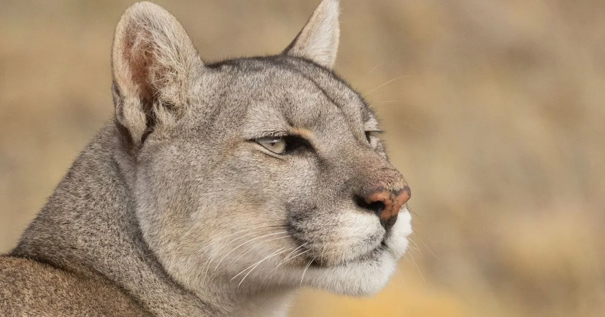 La increíble búsqueda de Pumas en la nieve del Torres del Paine de tres fotógrafos de Roca