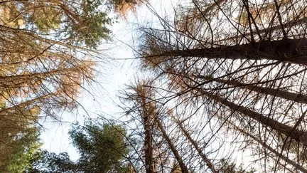 "Sauvons nos forêts" : pourquoi la mortalité des arbres a-t-elle doublé en France ces dernières années ?