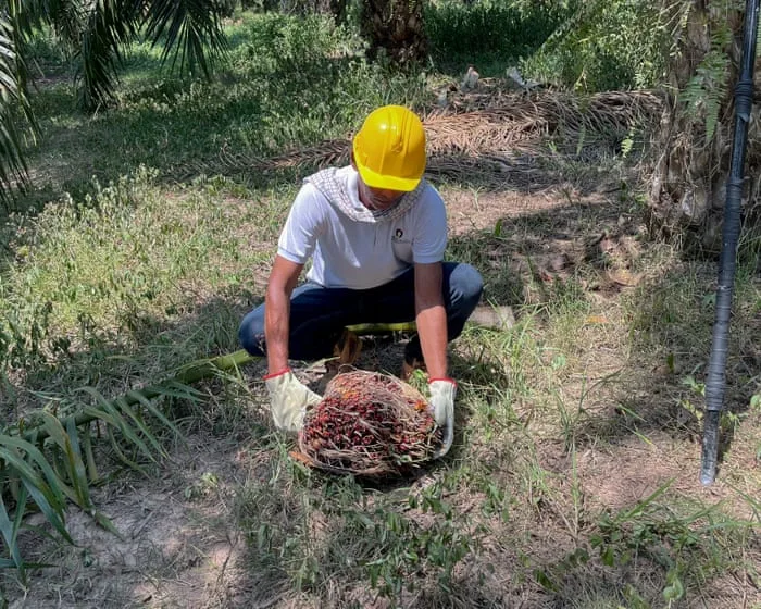 ‘We now live without this violence’: the Colombian farmers giving up coca for palm oil