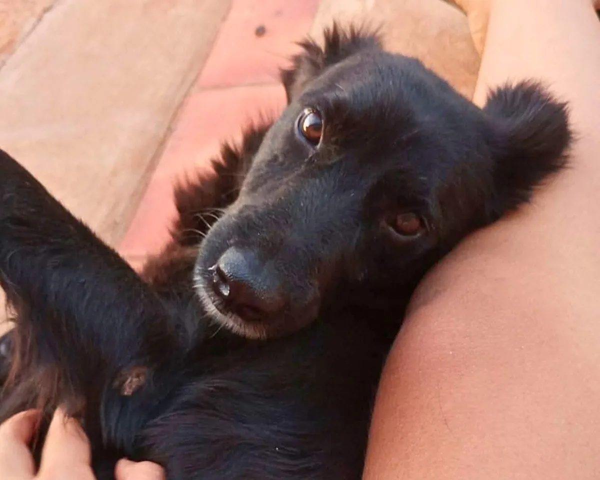 Assustado com temporal, Neguinho foge e está desaparecido há 10 dias