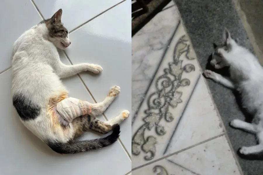 Gatos são achados mortos e moradores denunciam envenenamento na Bahia