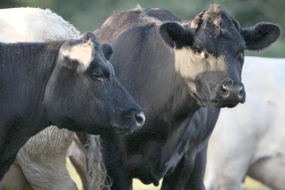 Bluetongue crisis spreads as government accused of being ‘asleep at the wheel’