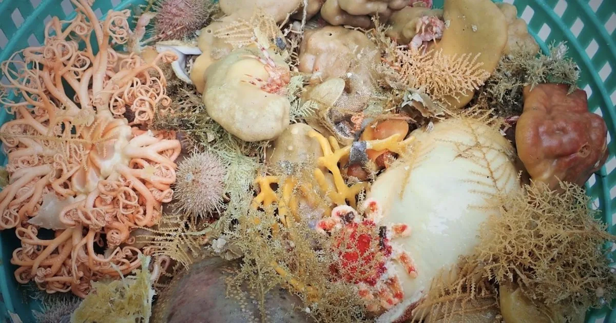 Hallazgo en las profundidades: científicos descubren nueve nuevas especies de esponjas marinas en el golfo de Alaska y las islas Aleutianas