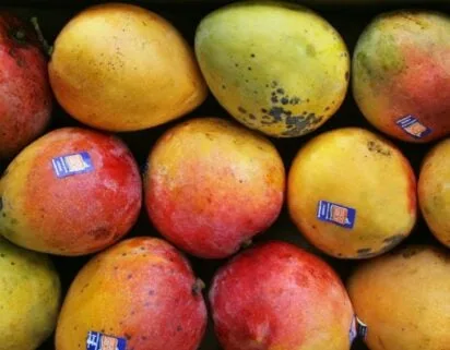 Preço da manga tommy cai 37,9% no mês e chega a R$ 3,31/kg
