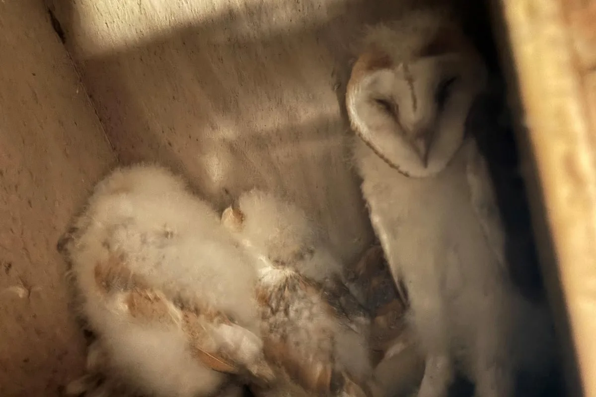 Conservationists celebrate ‘bounty of barn owl chicks’ in Northern Ireland
