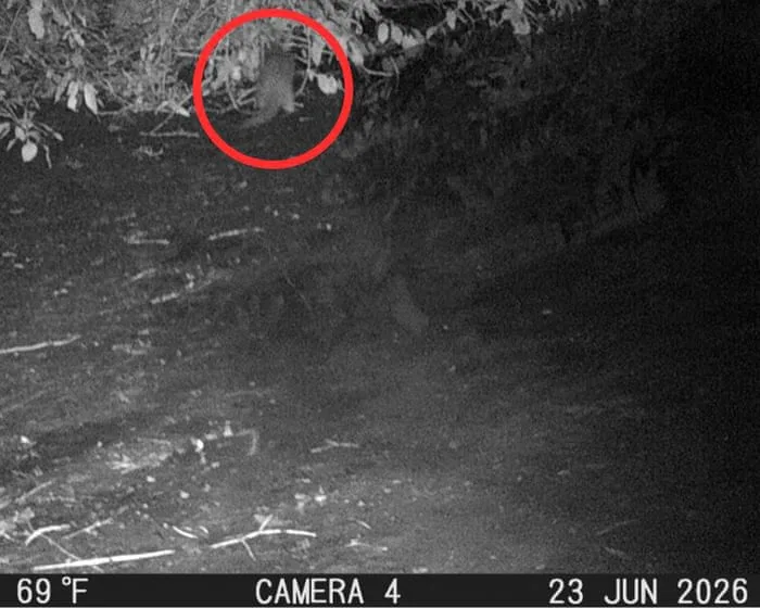 Otter spotted for first time in 100 years in New York City’s Bronx River