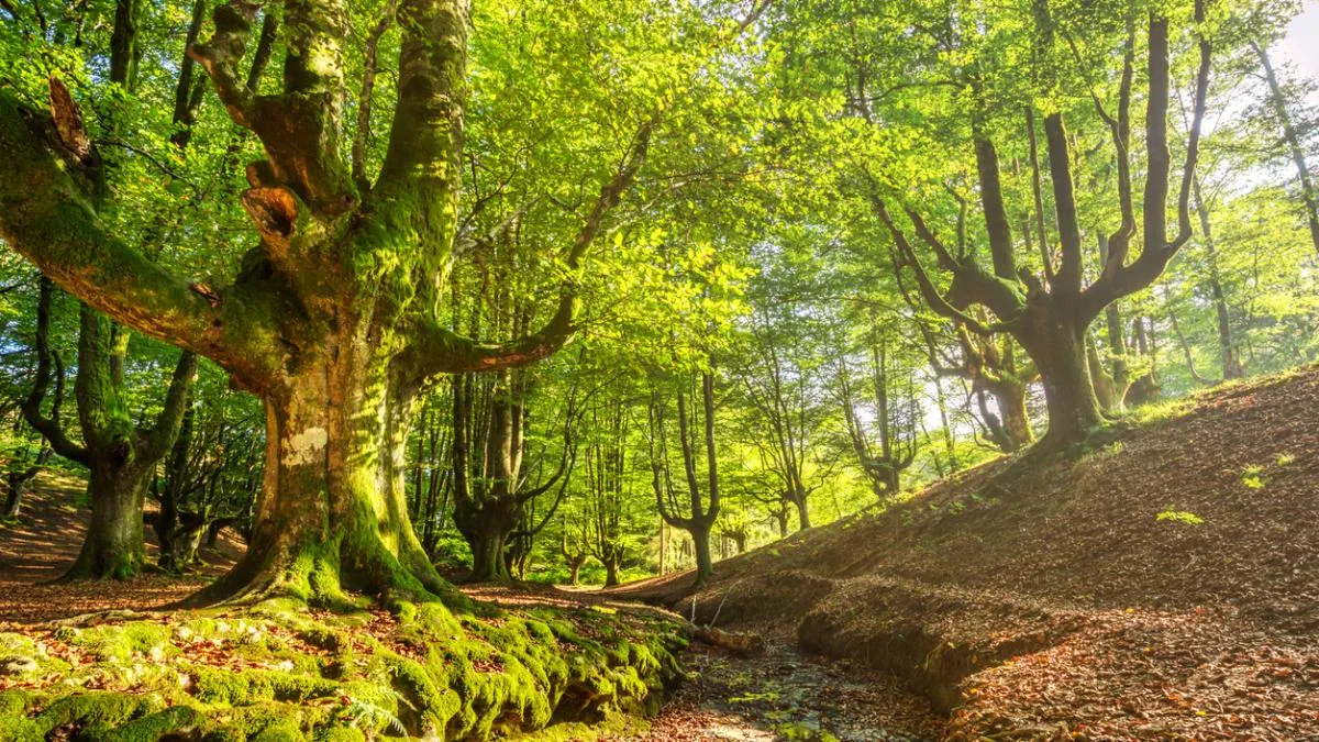 La naturaleza en verano: cómo disfrutar de ella, respetando el entorno y evitando multas