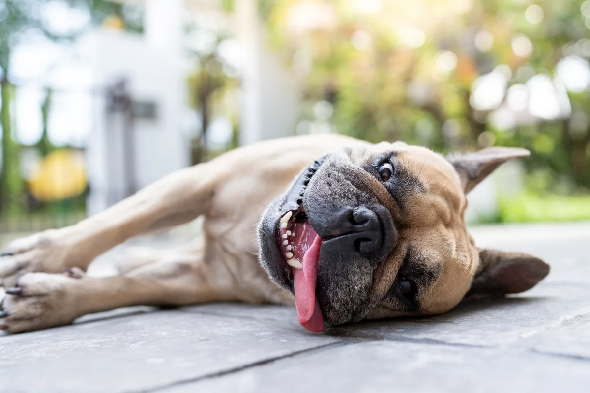 Los veterinarios coinciden: un año humano no son siete años biológicos en los perros