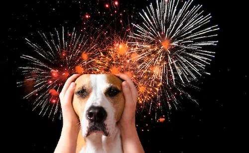 Fiestas Patrias 2026: Cómo proteger a tu perrito de la pirotecnia este 15 de septiembre; sigue estos consejos