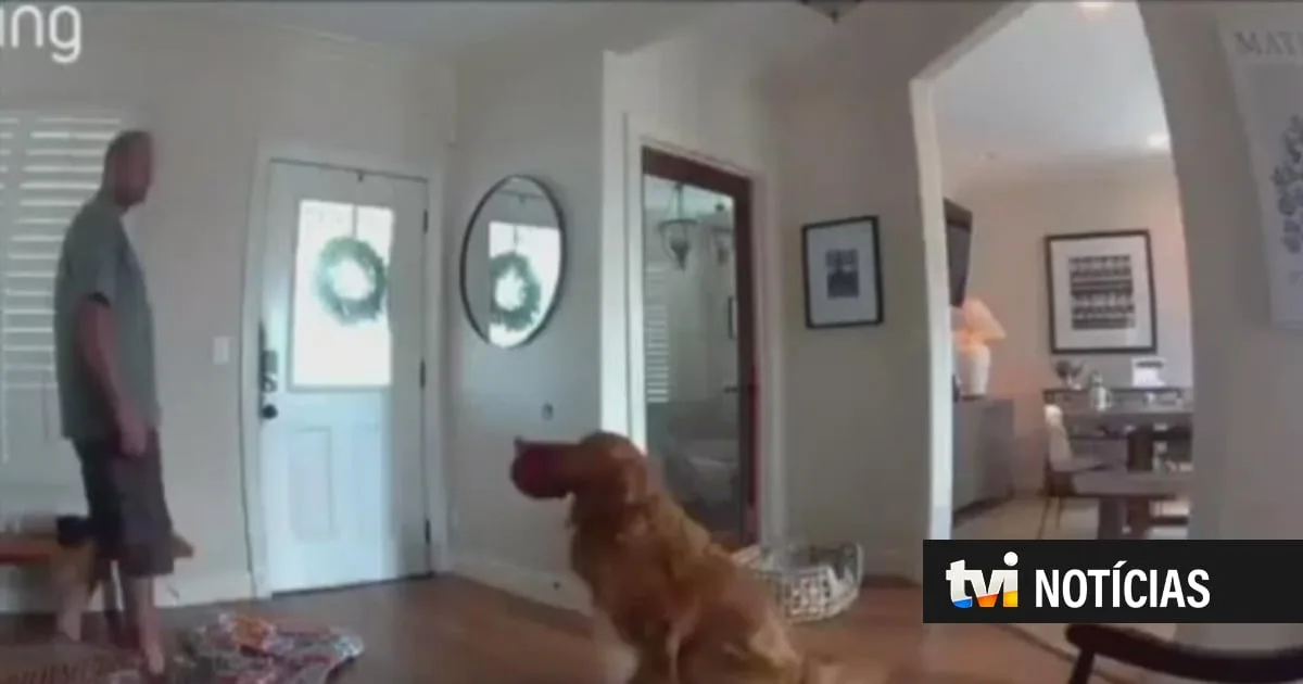 "Pior cão de guarda de sempre": ladrão entra em casa e golden retriever só quer brincar