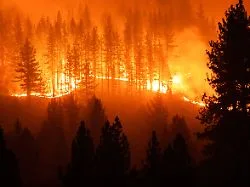 Feuer durch Glas, Kippen, Autos?: Das ist an den Waldbrandmythen dran