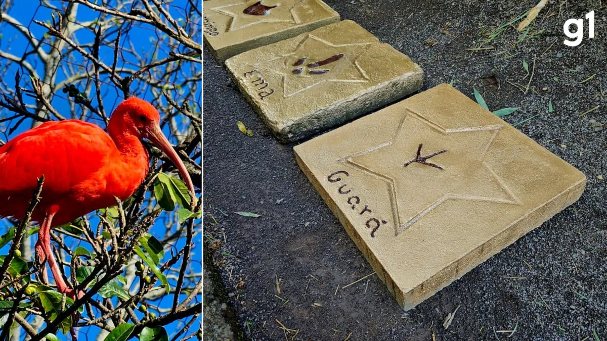 Calçada da 'Fauna': conheça espécie de animal vermelho que ganhou pegada eternizada em Gramado