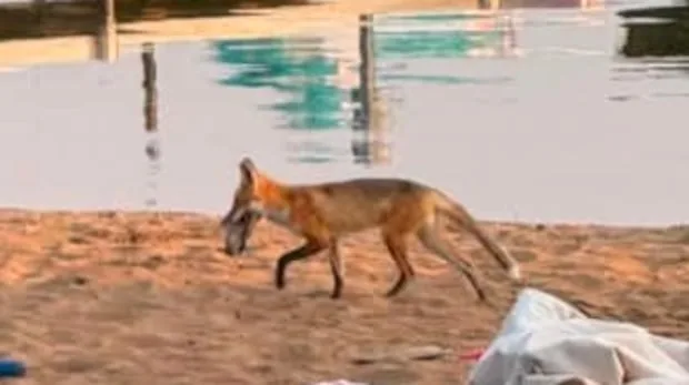 Visitors outfoxed by footwear thieves at provincial park in Sask.