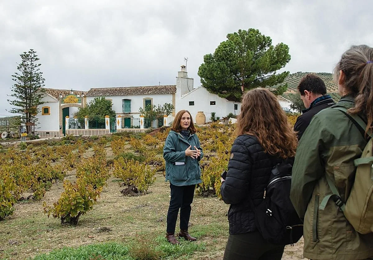 La Ruta del Vino Montilla-Moriles, premiada como Mejor Destino Enoturístico Sostenible y Responsable