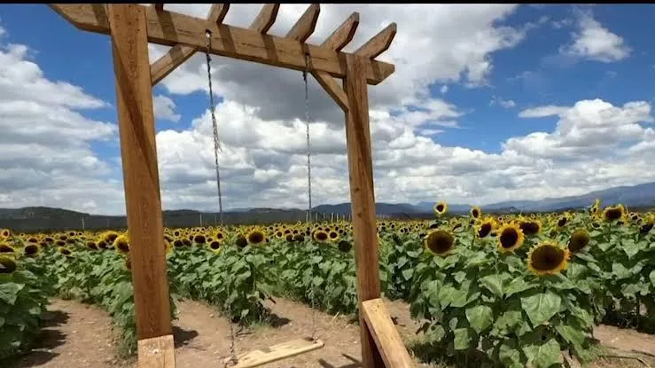 Huerto de Girasoles en Arteaga también tomó medidas para evitar daños por parte de visitantes