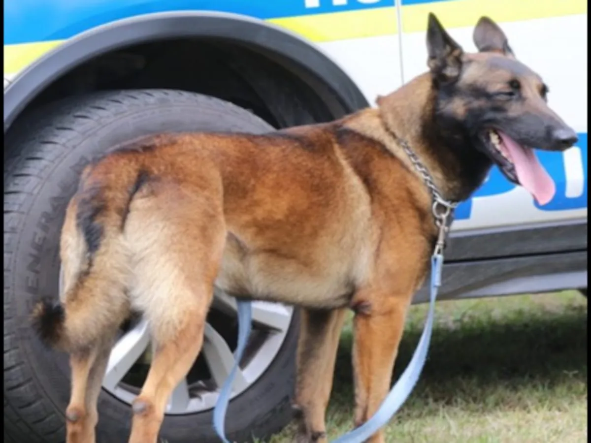 Sky’s death sparks probe into police dog kennels