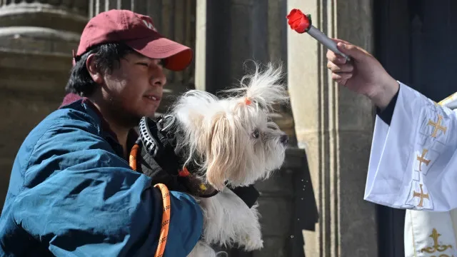 Dezenas de cães abençoados durante missa na Bolívia. E há imagens
