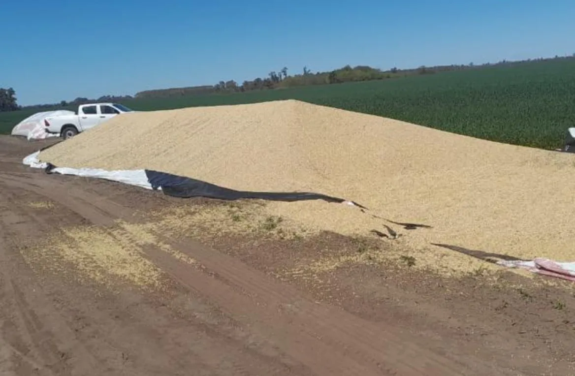 Inseguridad en el campo: avanza un proyecto para castigar el vandalismo rural