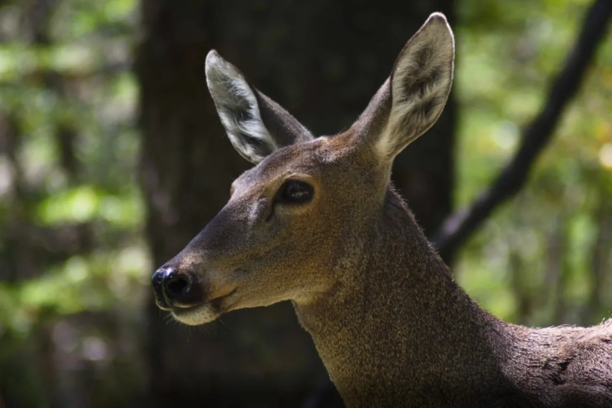 Hay menos de 2000 ejemplares: el plan científico con cámaras térmicas para monitorear al “fantasma de los Andes”, una especie en peligro de extinción de la Patagonia
