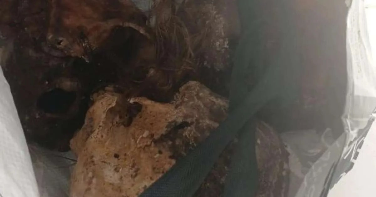Três crânios humanos são encontrados dentro de sacola com paciente de Caps
