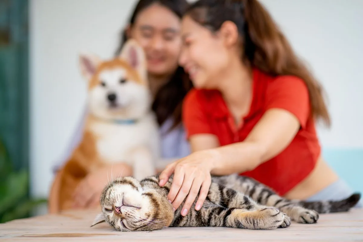 Além da saúde mental, ansiedade de separação impacta a imunidade do pet