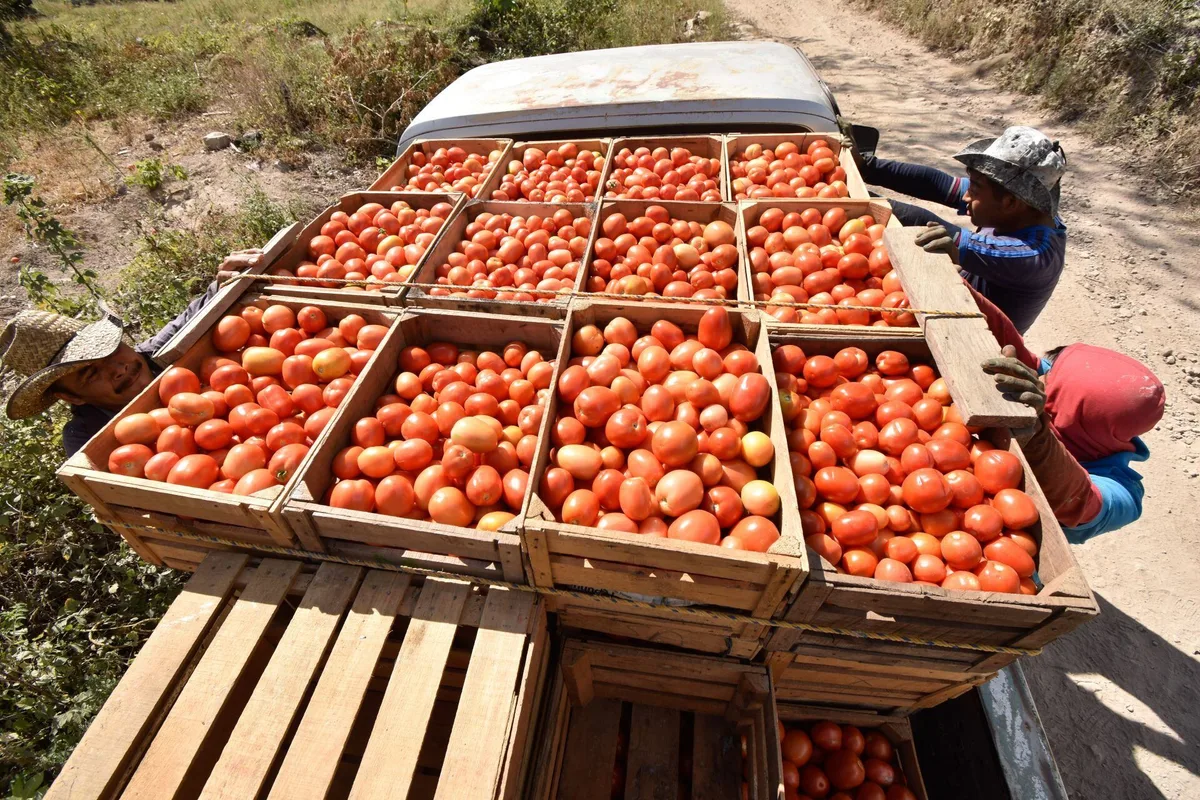 EU rechaza eliminar arancel antidumping a tomate mexicano: ‘No hay cambios suficientes para revocarlo’