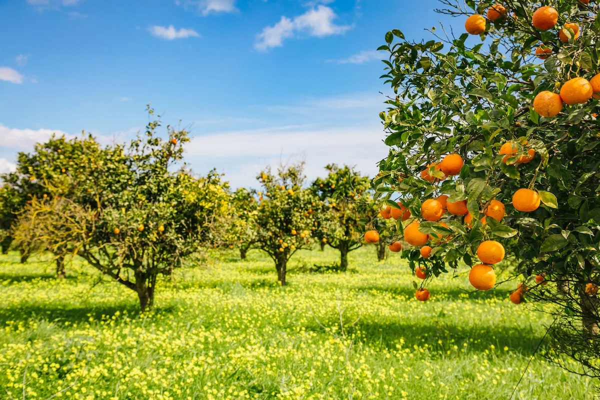 PAUL MATTHEW | Unlocking the farm products export bonanza will take a holistic effort