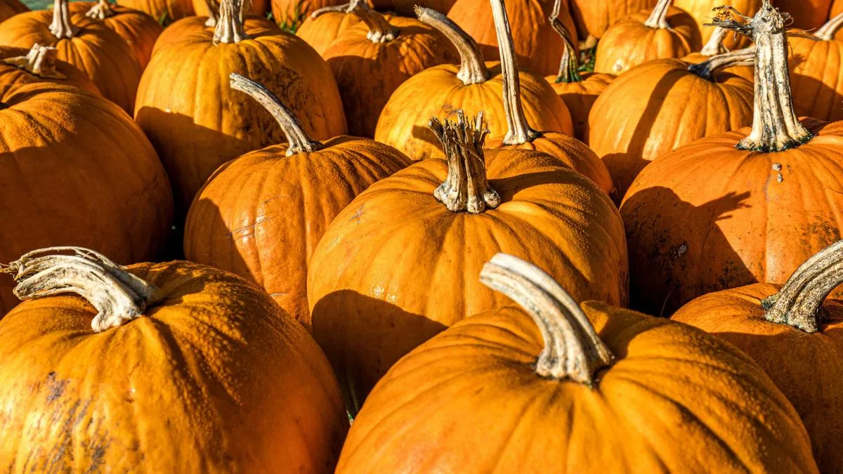 World's biggest pumpkin record squashed twice in a week