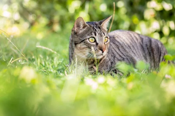 Legal rights when neighbour's cat uses your garden as a toilet