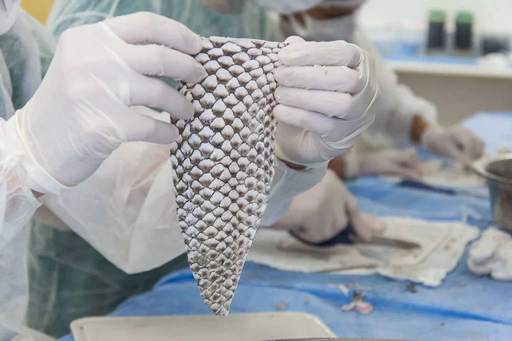 Ceará sediará a primeira fábrica brasileira de curativos à base de pele de tilápia