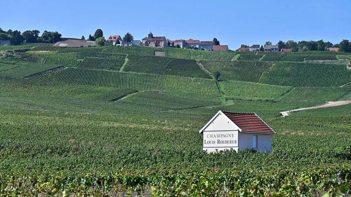 Extreme heat spurs earliest-ever Champagne harvest, putting its famous taste to the test